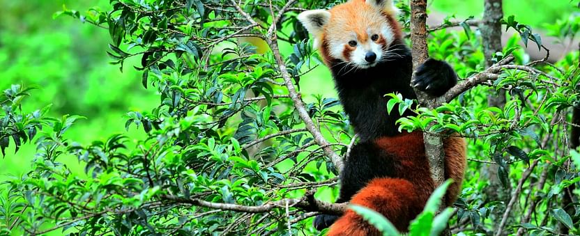 Enjoy Zoological Park and See the Rare Snow Leopards and Red Pandas